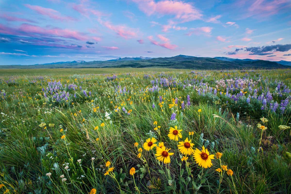 Flowers in a prairie field with mountains in the background